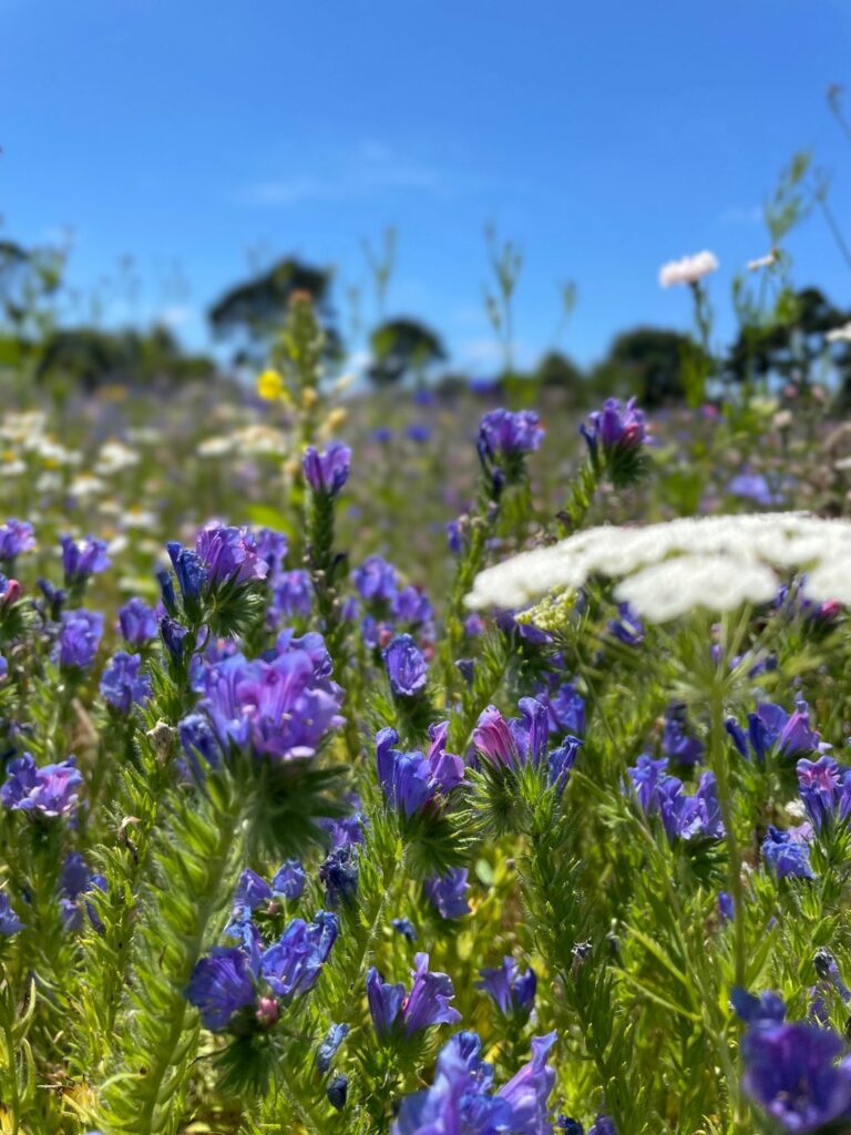 Hagley Park Wildflowers