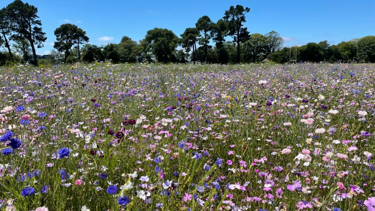 hagley-park-wildflowers and Trees