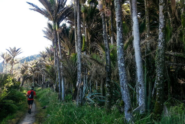 Heaphy Track Running