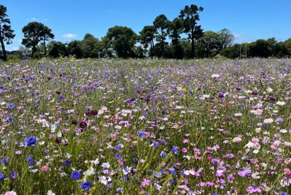 hagley-park-wildflowers and Trees